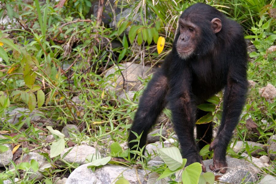 Mahale Mountains National Park 5 Mahale Mountains National Park