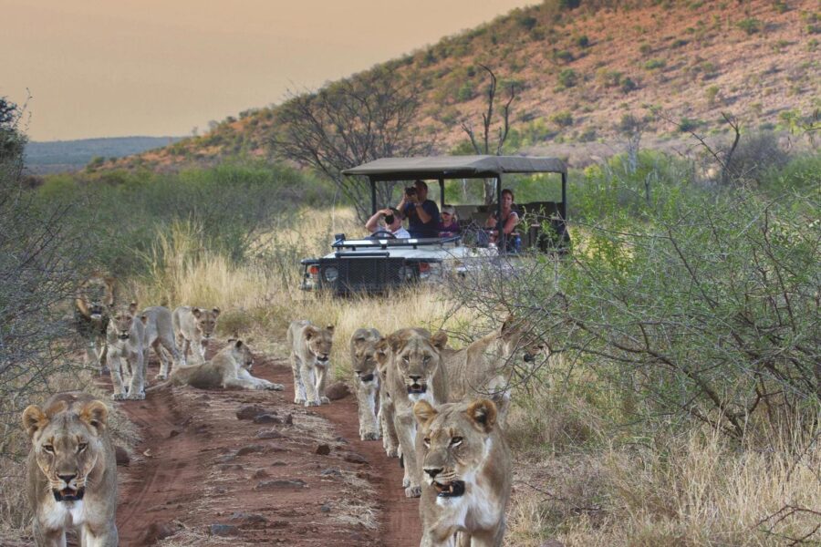 Malaria Free Safaris