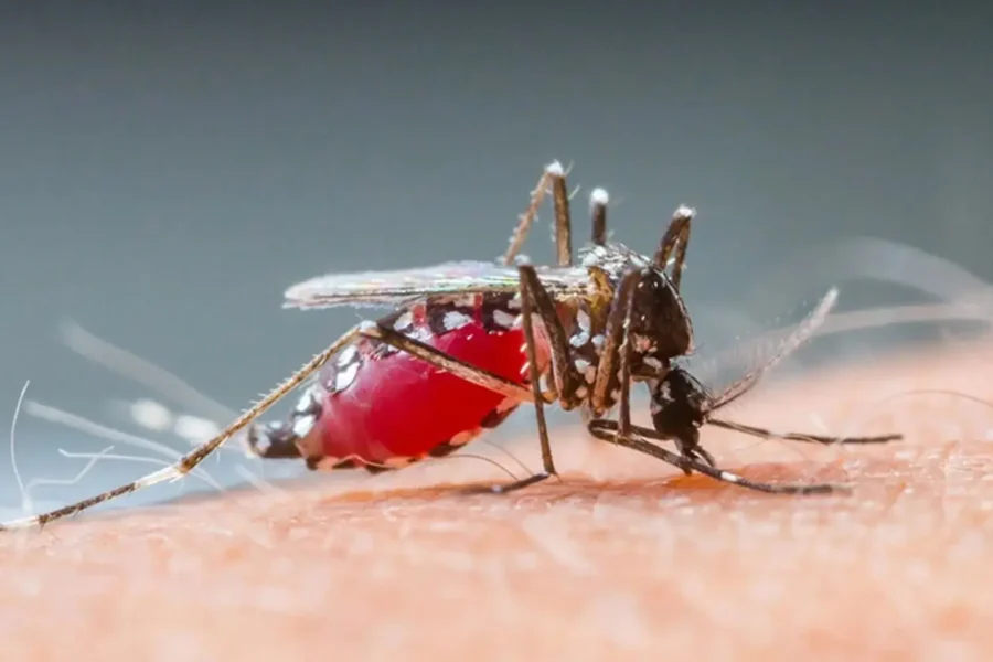 Malaria Free Safaris