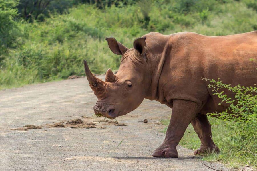 Malaria Free Safaris