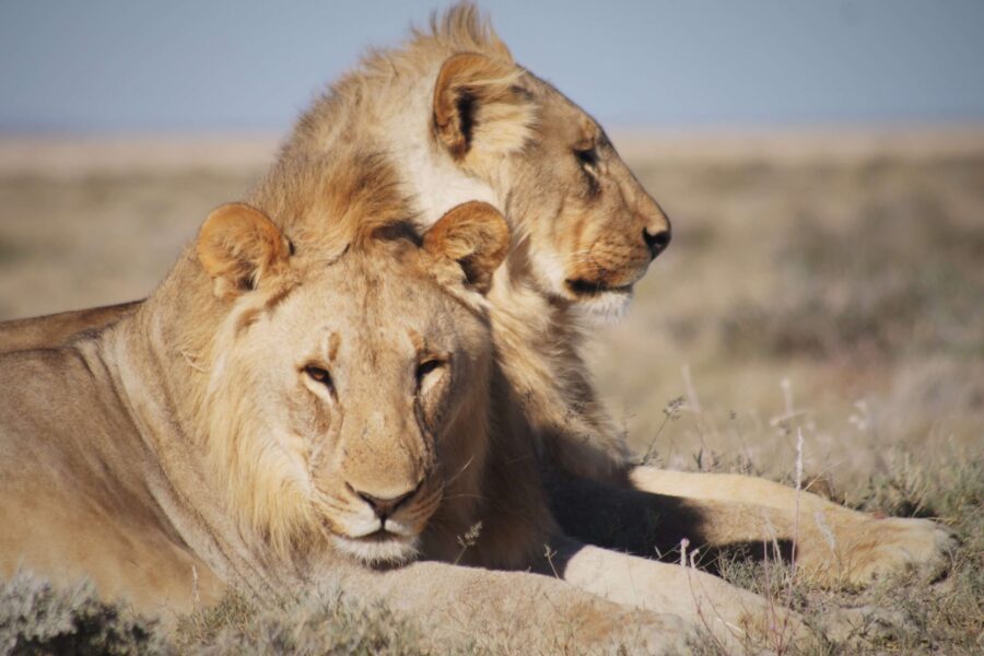 Malaria Free Safaris