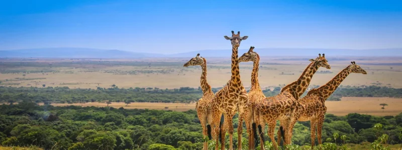 Masai Mara National Reserve December