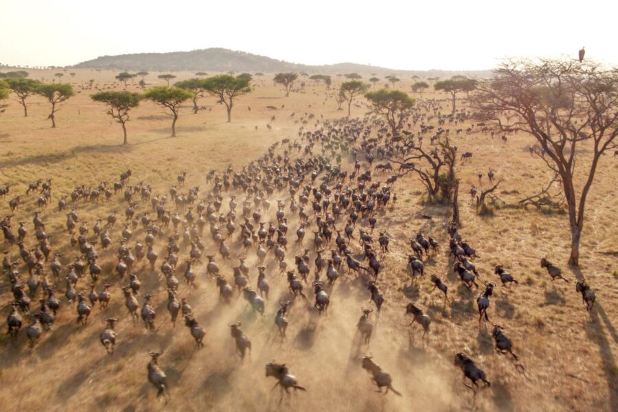 Masai mara national park