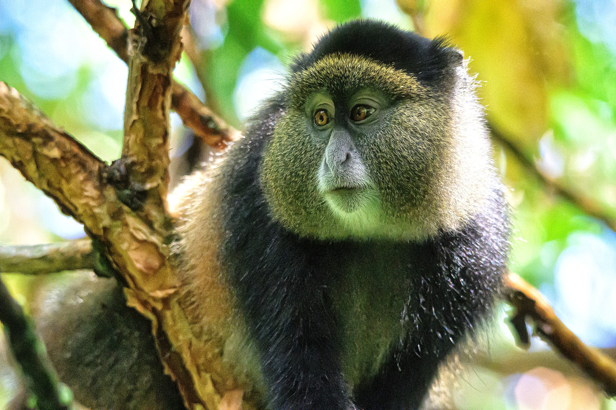 Mgahinga Gorilla National Park