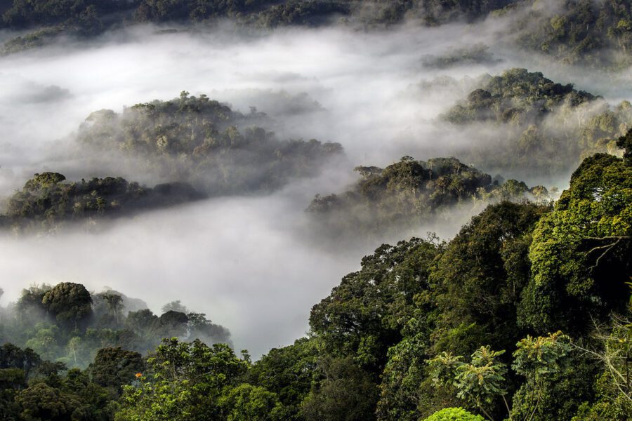 Nyungwe Forest National Park