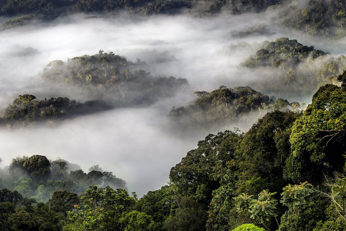 Nyungwe Forest National Park