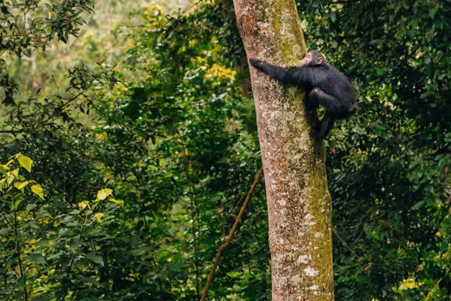 Nyungwe Forest National Park