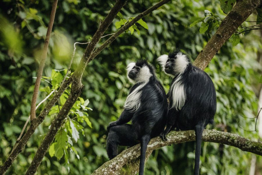 Nyungwe Forest National Park