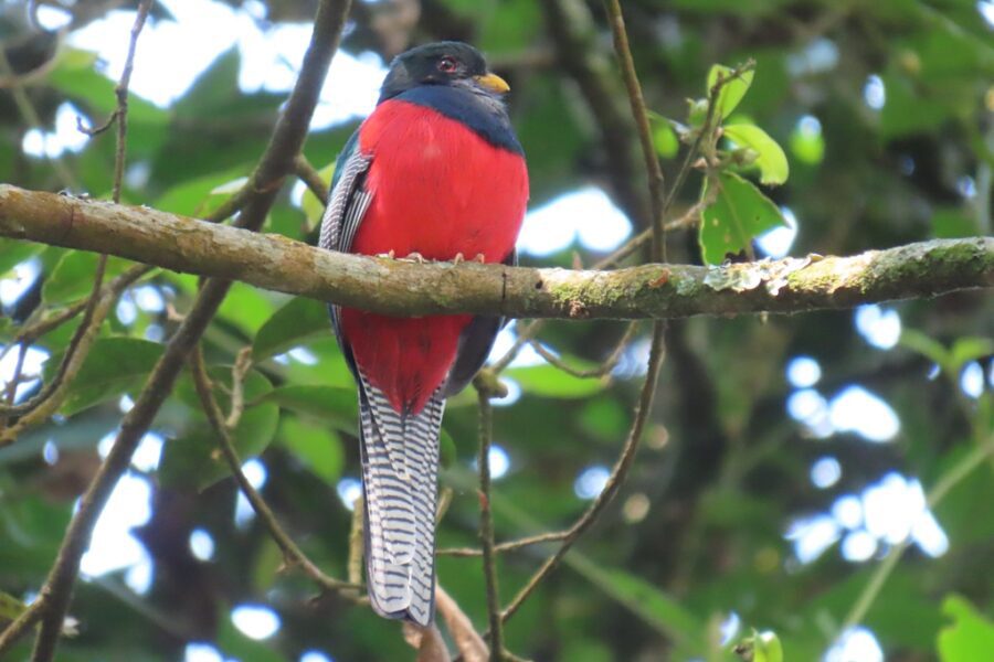 Nyungwe Forest National Park