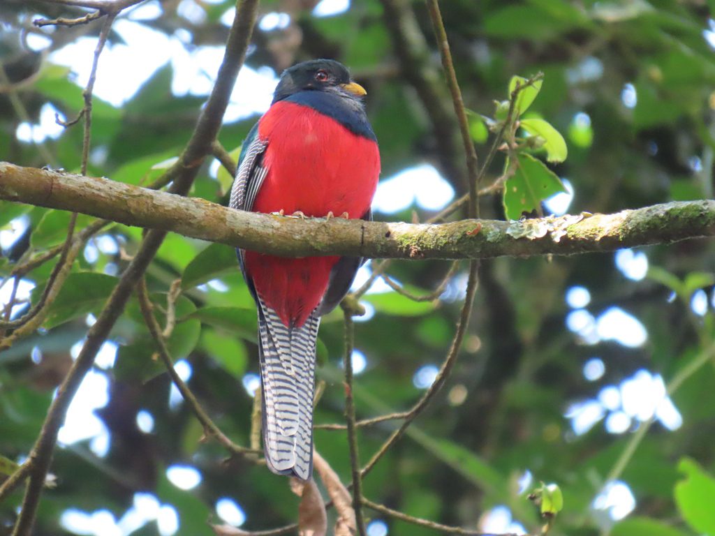 Nyungwe Forest National Park