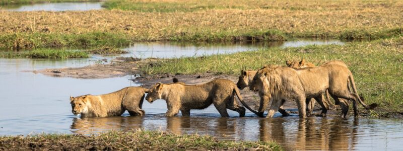 Okavango Delta 123 December