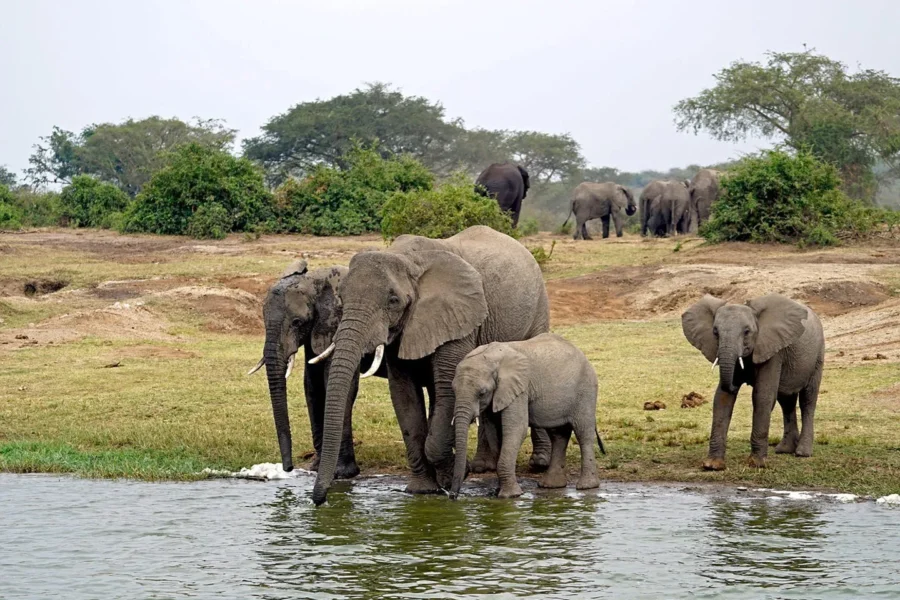 Queen Elizabeth National Park