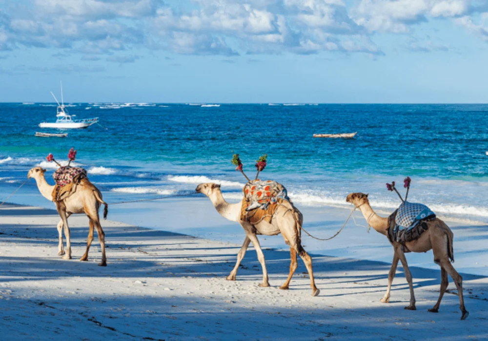 Safari and Beach Holidays Safari and Beach Holidays