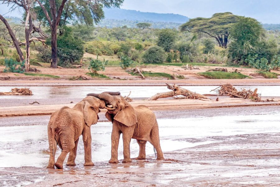 Samburu National Park