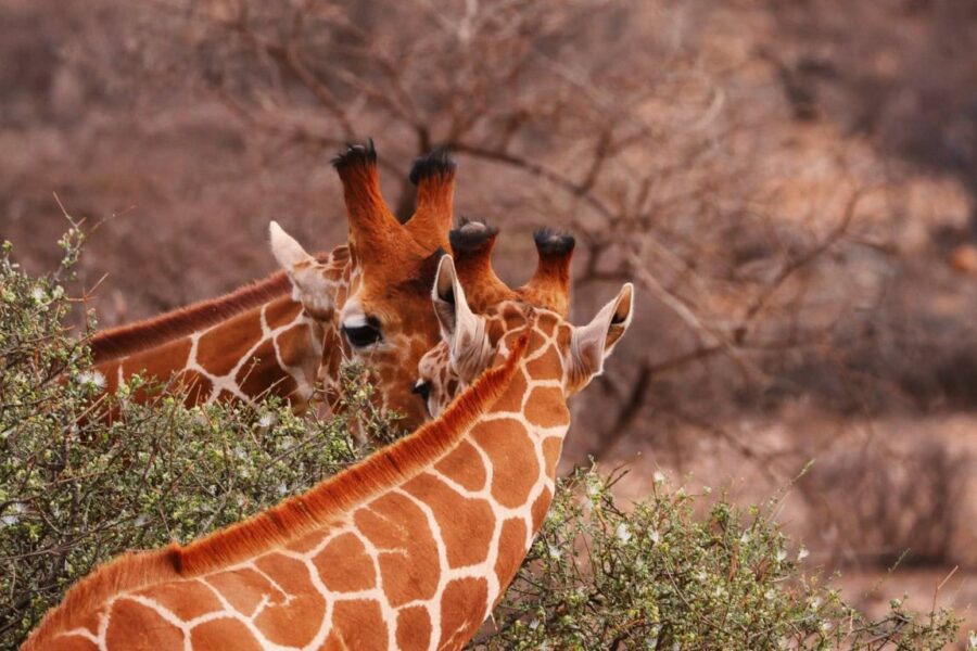Samburu National Park