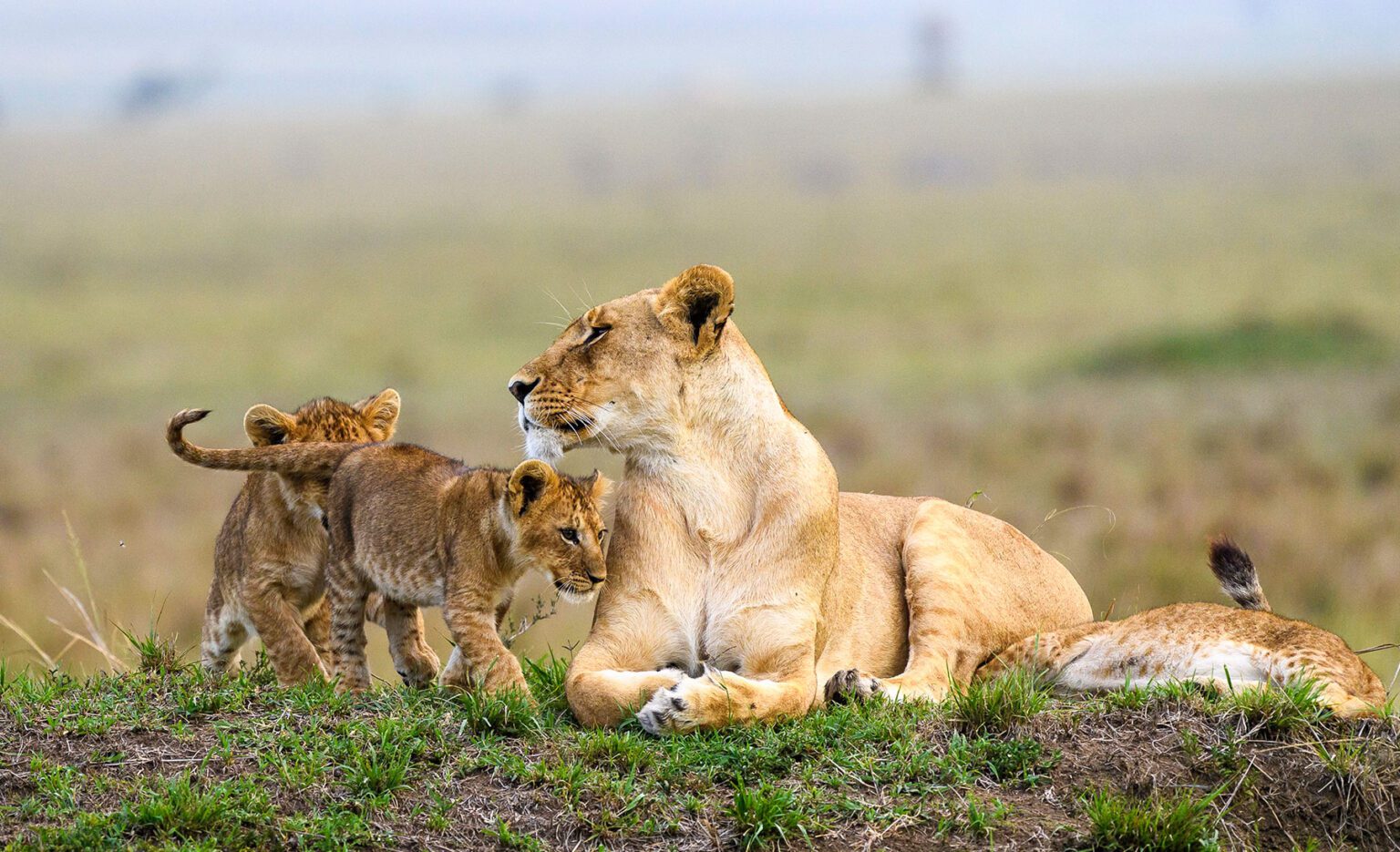 Tanzania Luxury Safaris