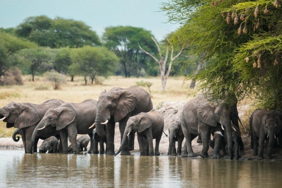 Tarangire National Park