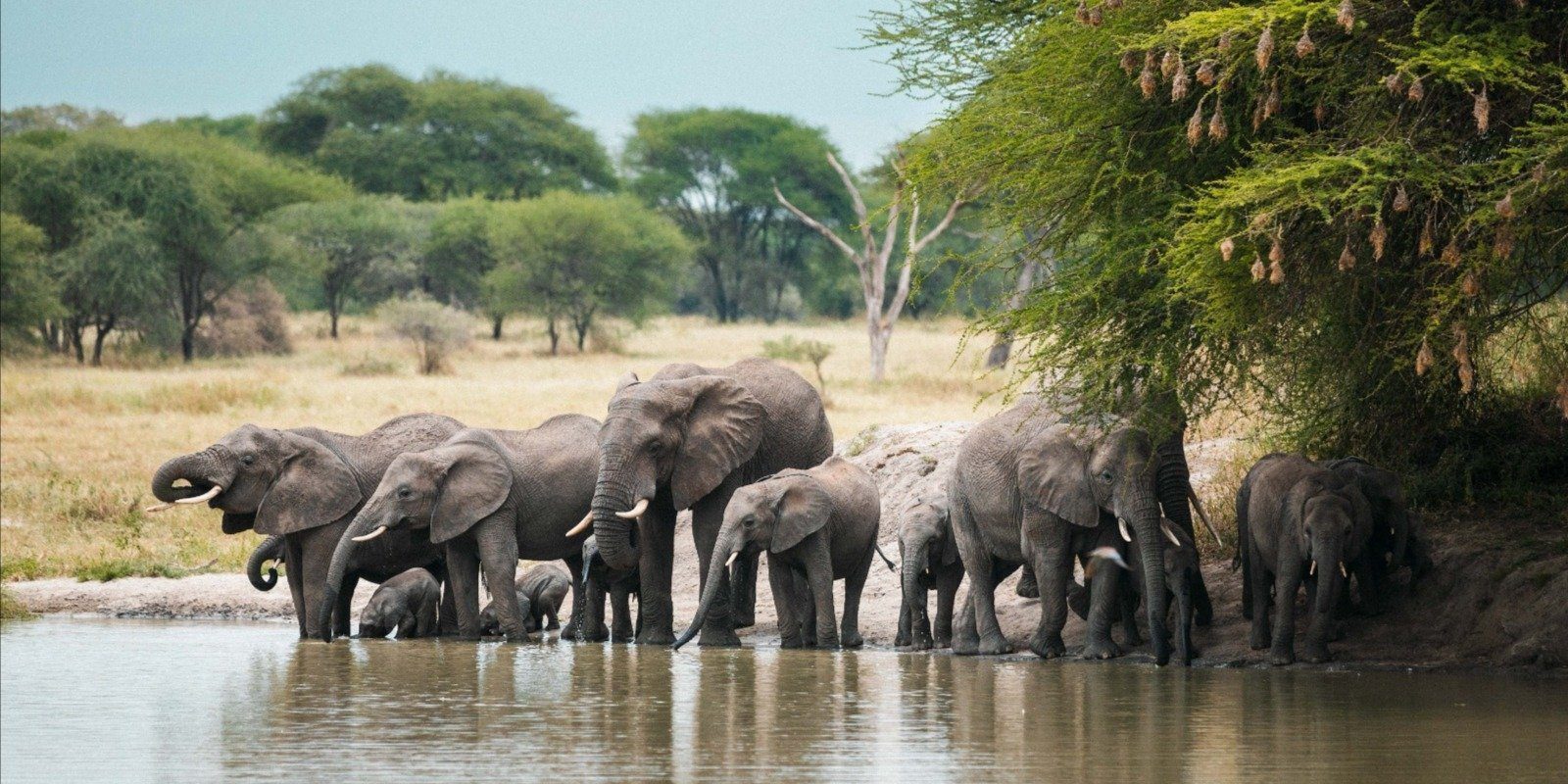 Tarangire National Park