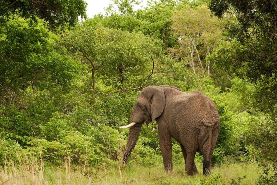 Tarangire National Park