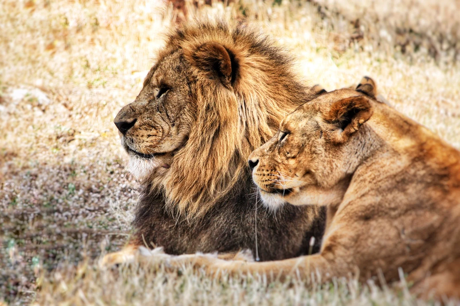 The Big Cats of Tanzania Photography Safari: Capturing Africa’s Most Iconic Predators