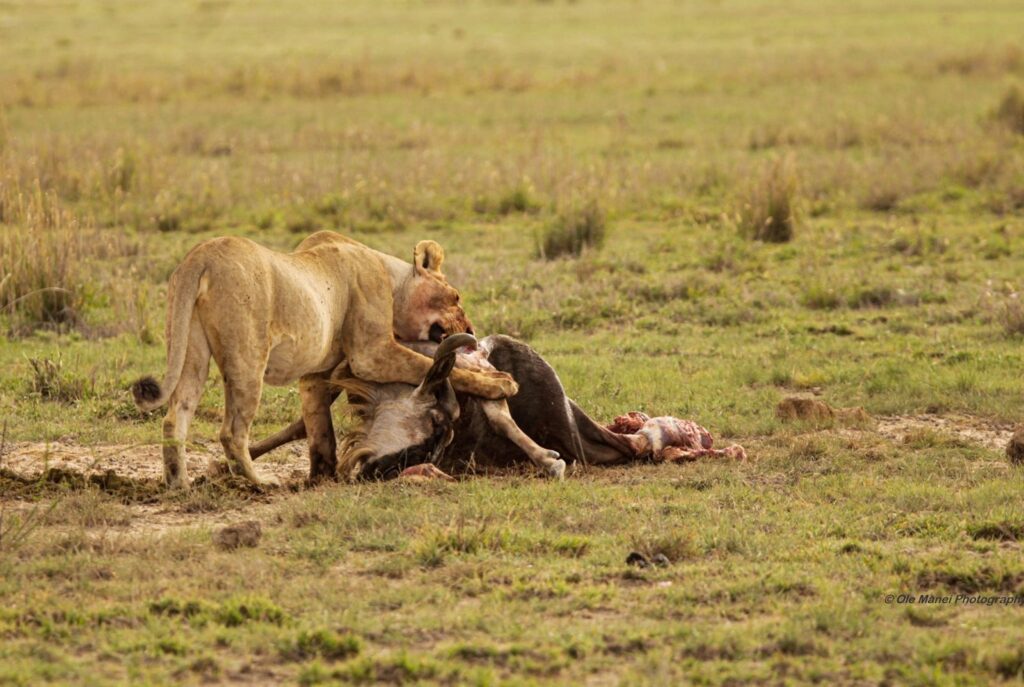 The Big Cats of Tanzania Photography Safari: Capturing Africa’s Most Iconic Predators