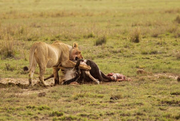 The Big Cats of Tanzania Photography Safari: Capturing Africa’s Most Iconic Predators