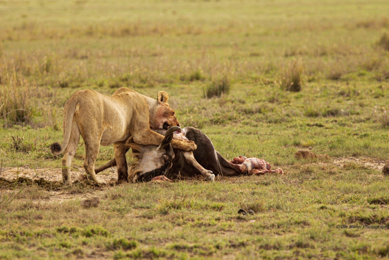 The Big Cats of Tanzania Photography Safari: Capturing Africa’s Most Iconic Predators