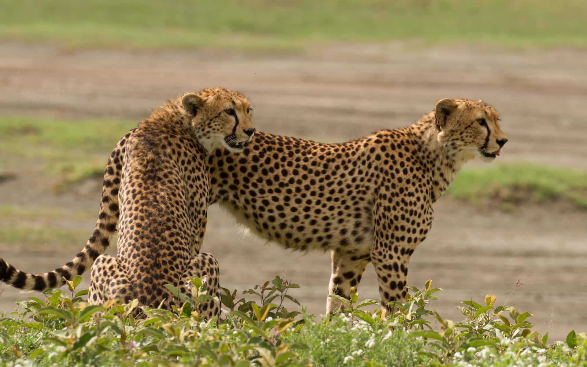 The Big Cats of Tanzania Photography Safari: Capturing Africa’s Most Iconic Predators