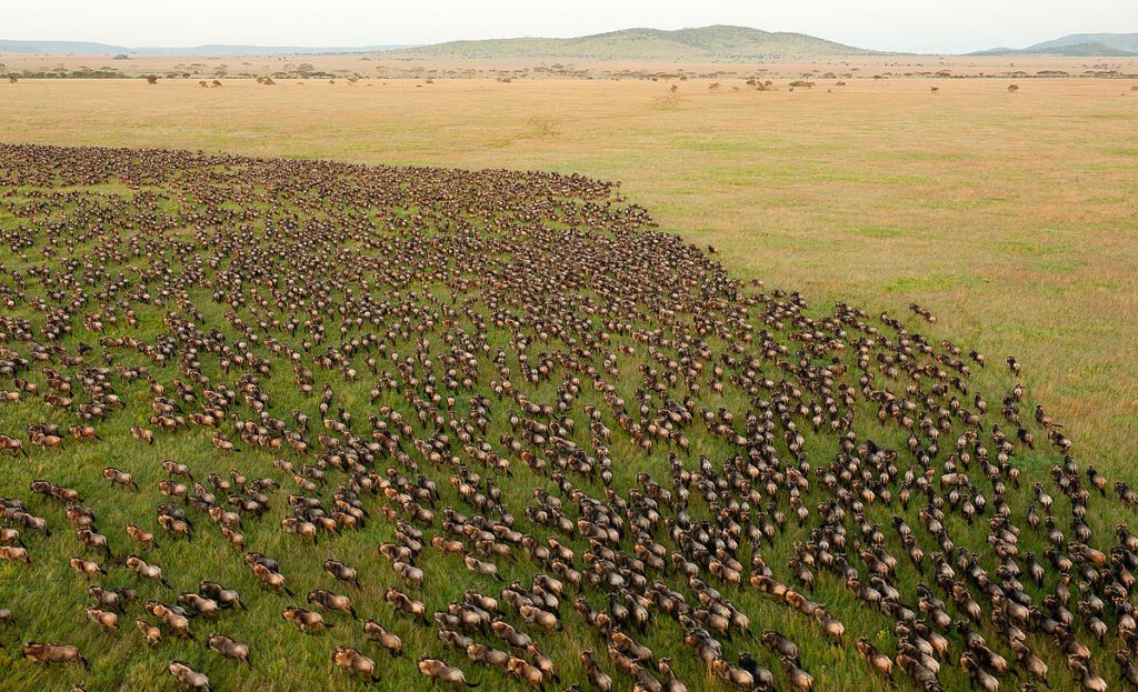 Tips to Enjoy a Successful Tour to Serengeti Migration