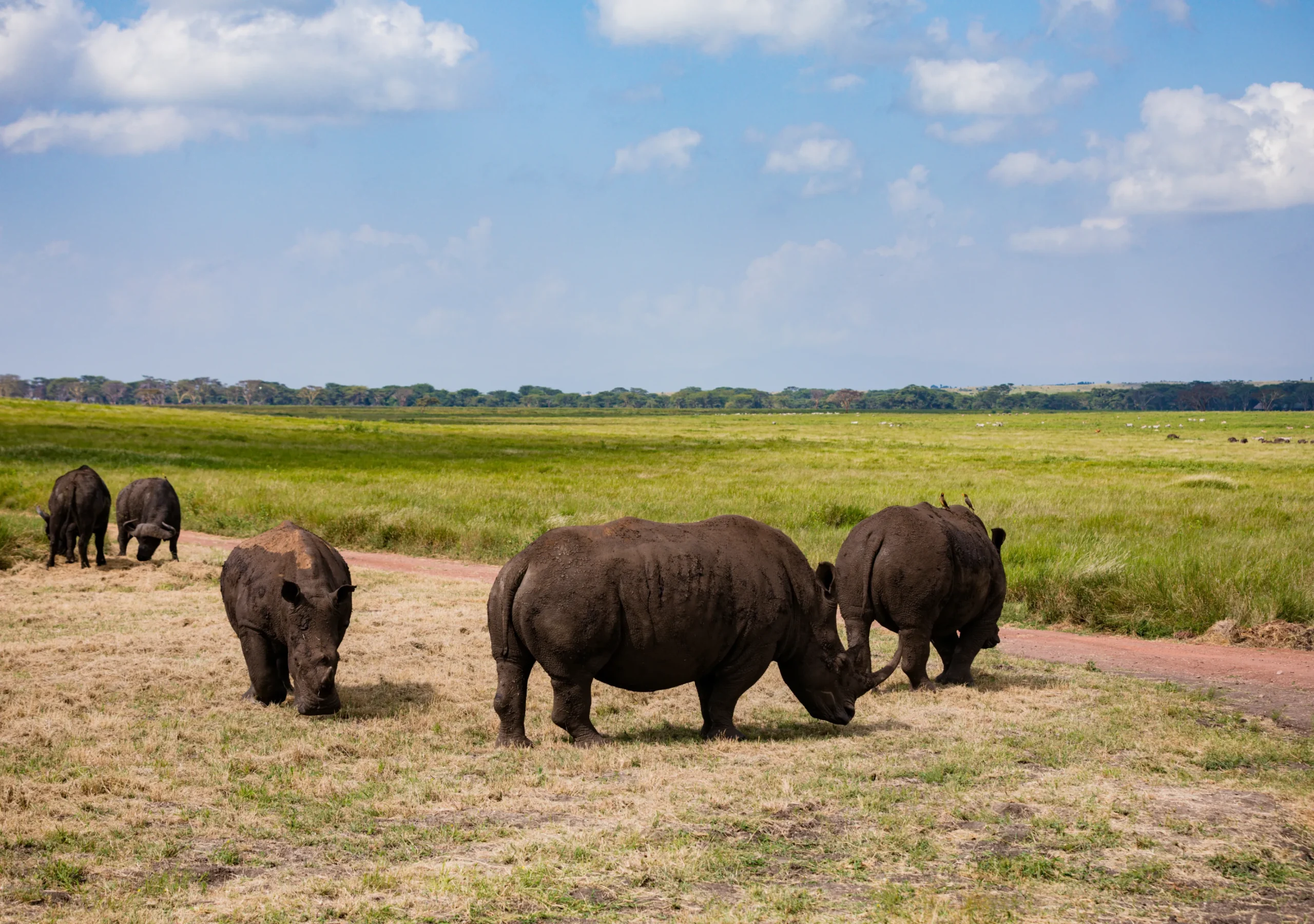 Top 10 Spots Where to Spot the Big Five in Tanzania