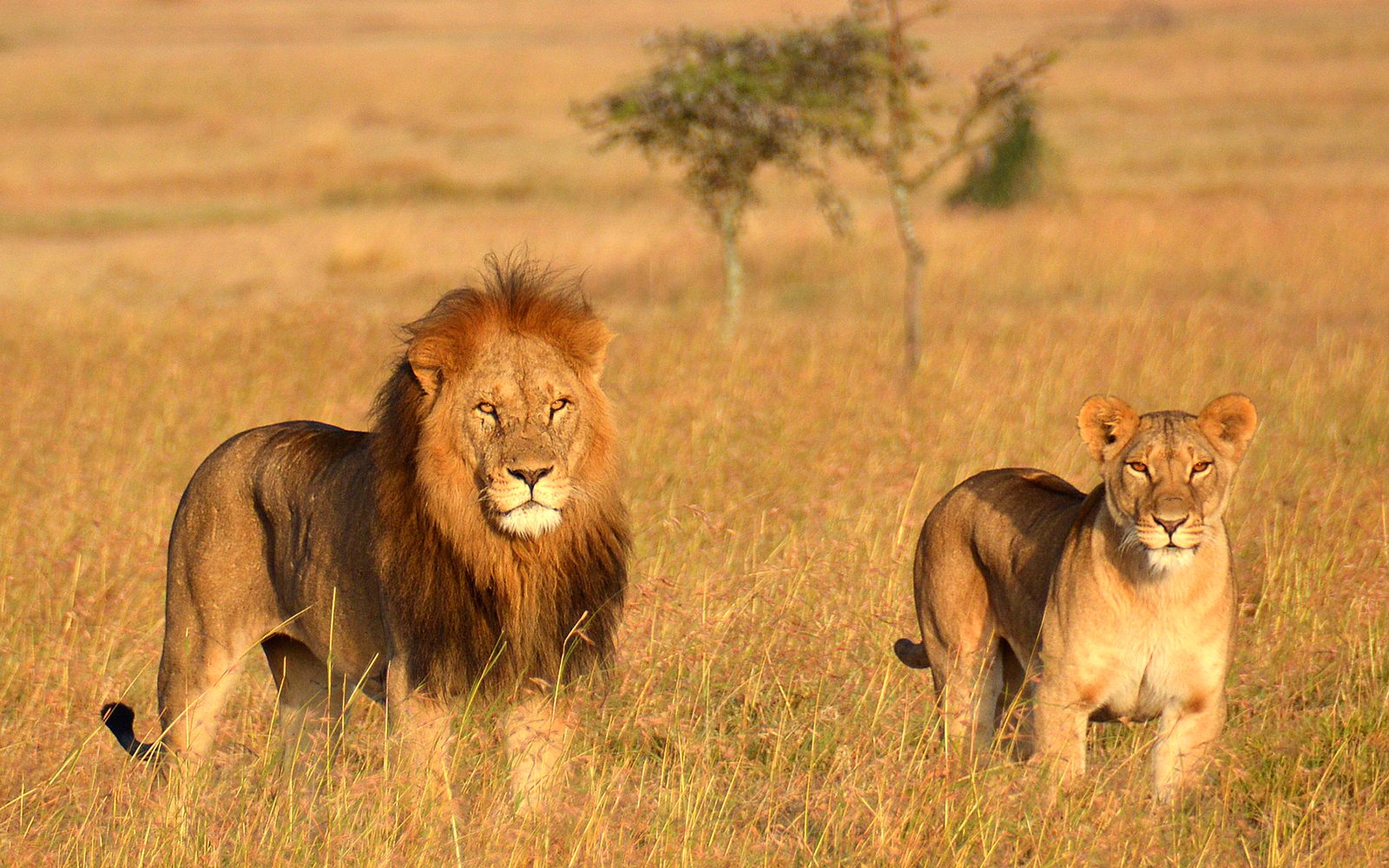 Top 10 Spots Where to Spot the Big Five in Tanzania