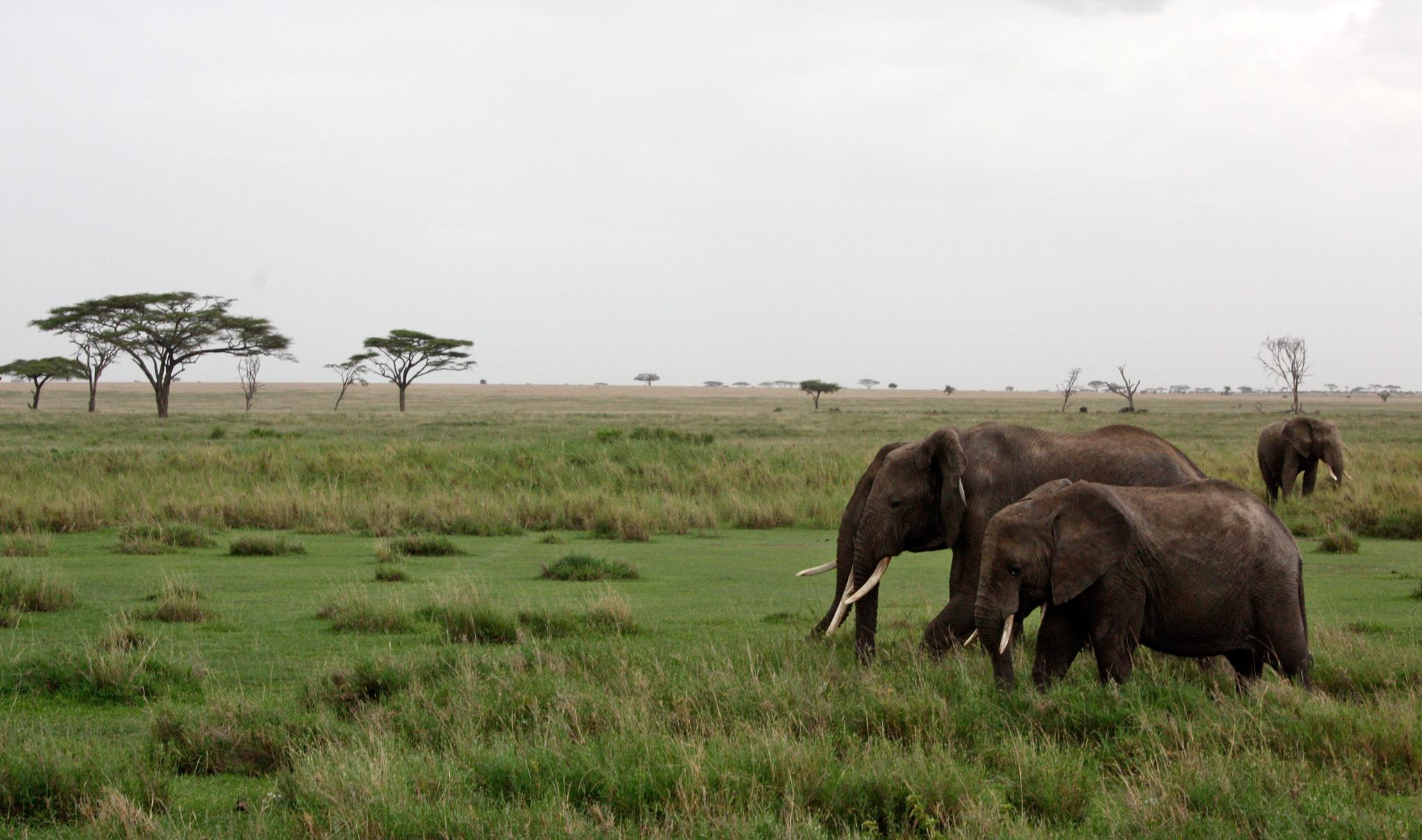 Top 10 Spots Where to Spot the Big Five in Tanzania