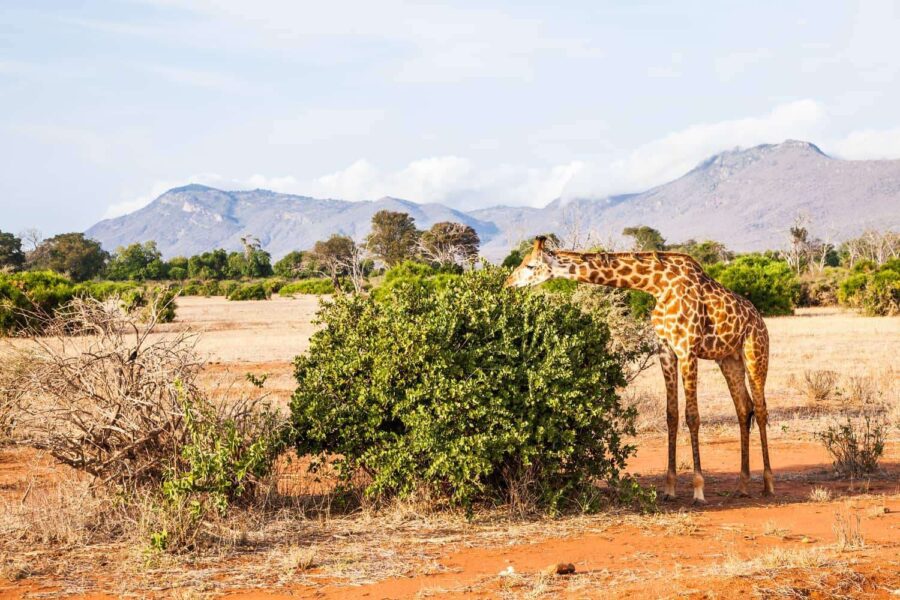Tsavo National Parks