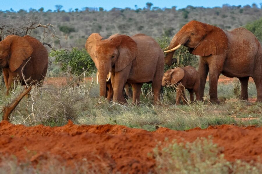 Tsavo National Parks