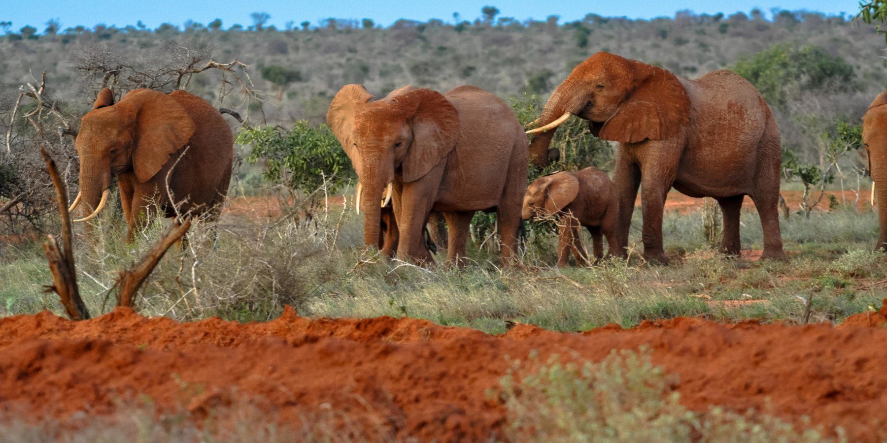 Tsavo National Parks