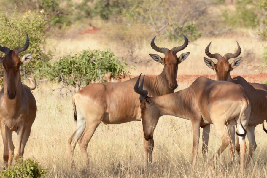 Tsavo National Parks