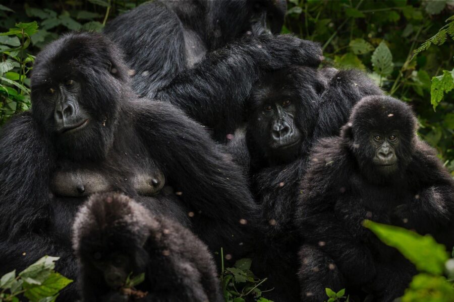 Virunga National Park
