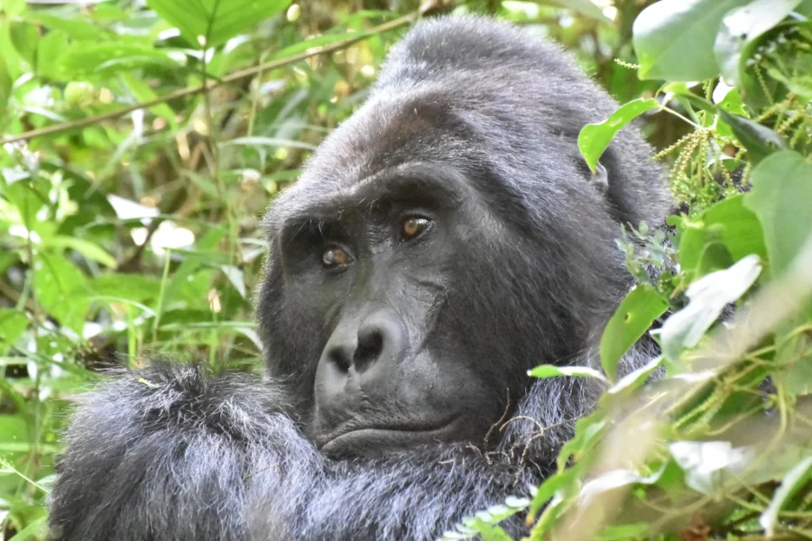 Virunga National Park