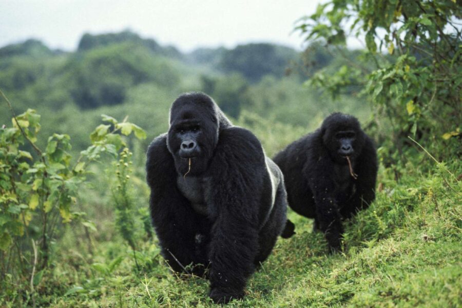 Virunga National Park