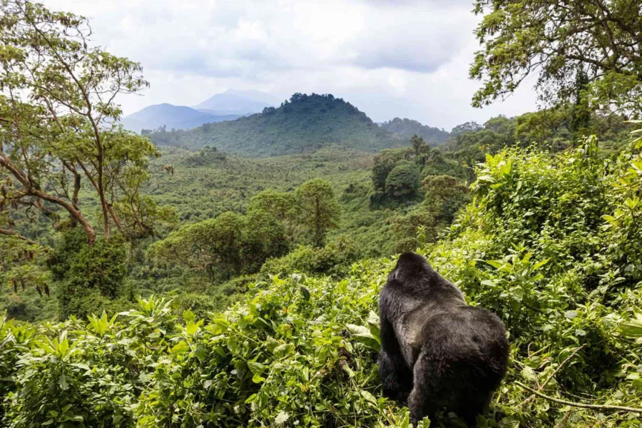 Volcanoes National Park