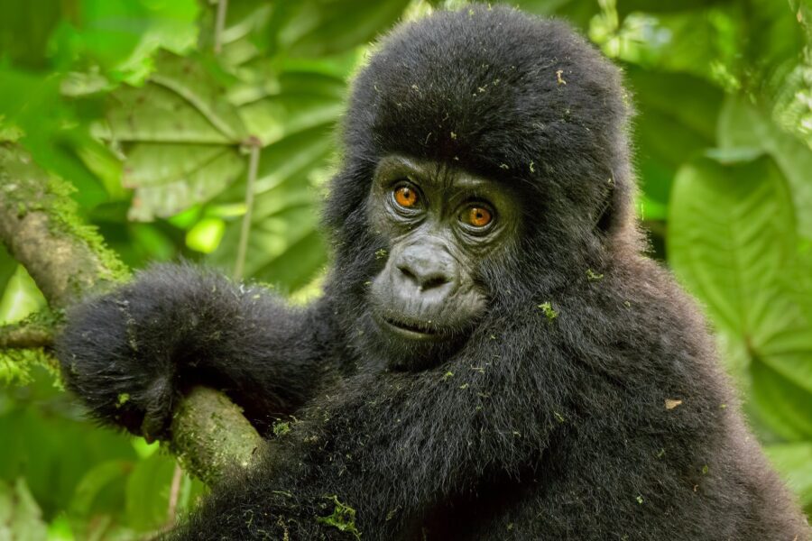 Volcanoes National Park