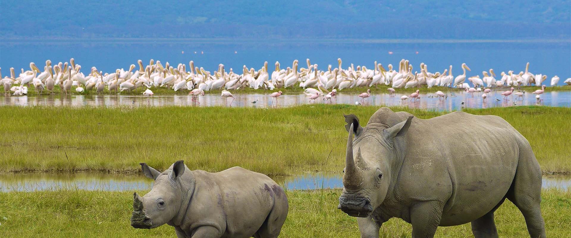 What Is the Cheapest Way to Do a Safari in Tanzania?