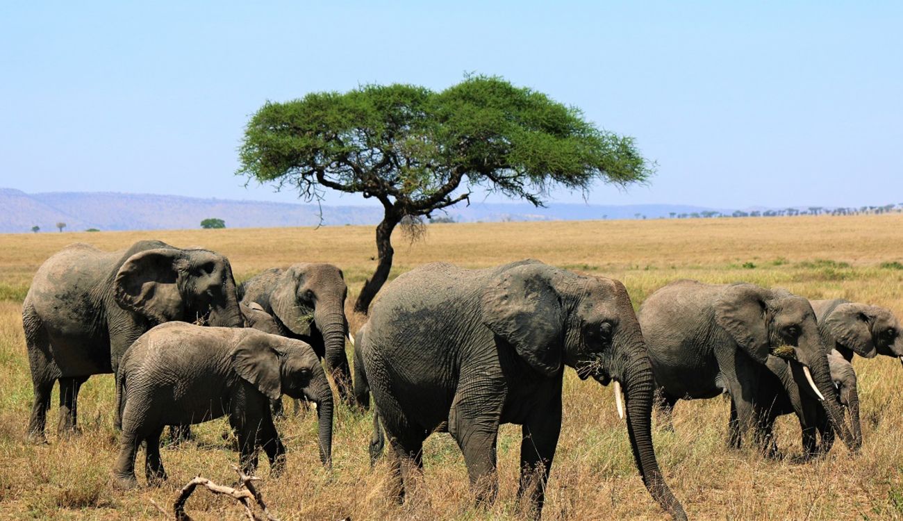 What Is the Cheapest Way to Do a Safari in Tanzania?