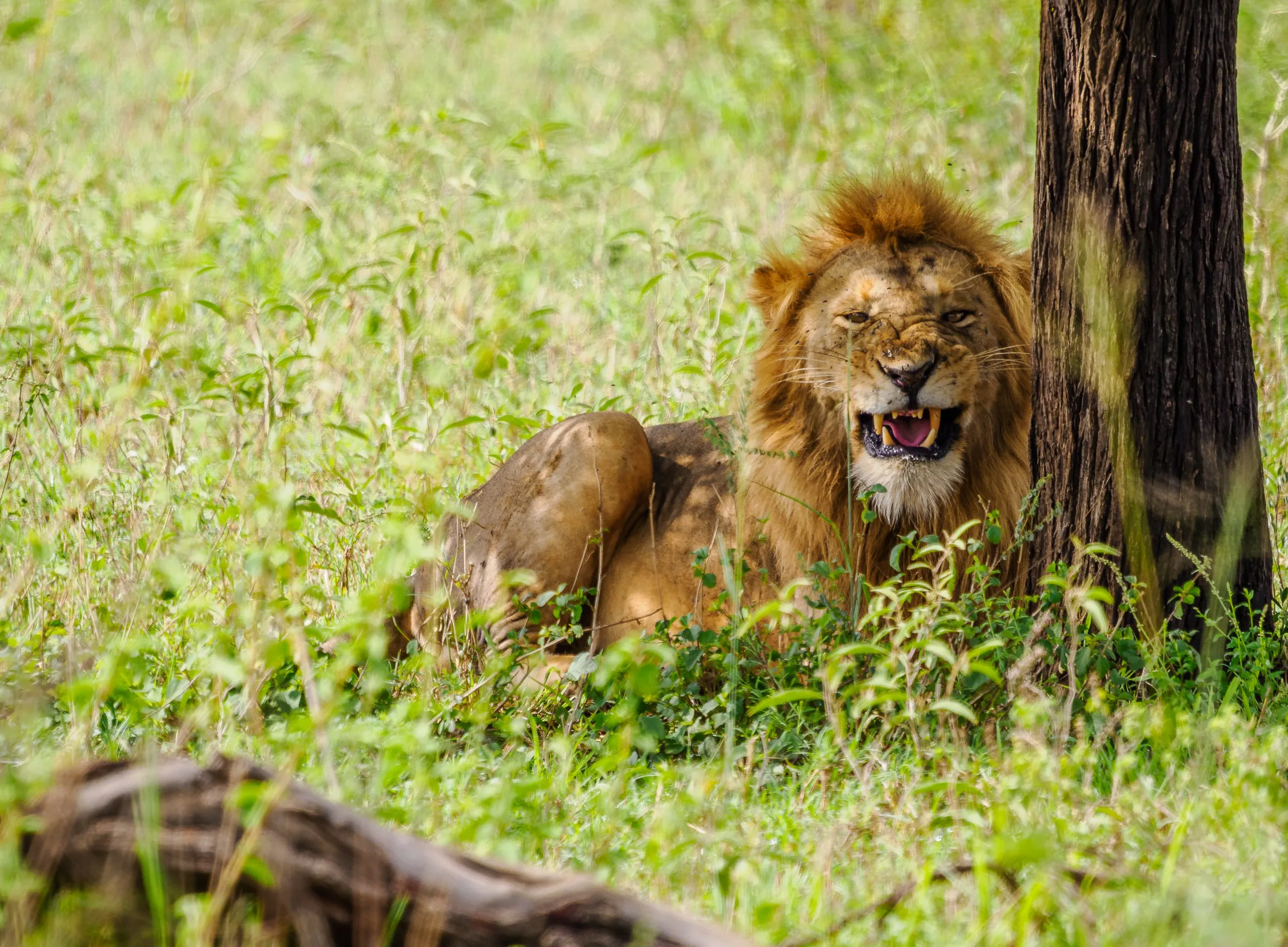 What’s the Best Month to Go on Safari in Tanzania
