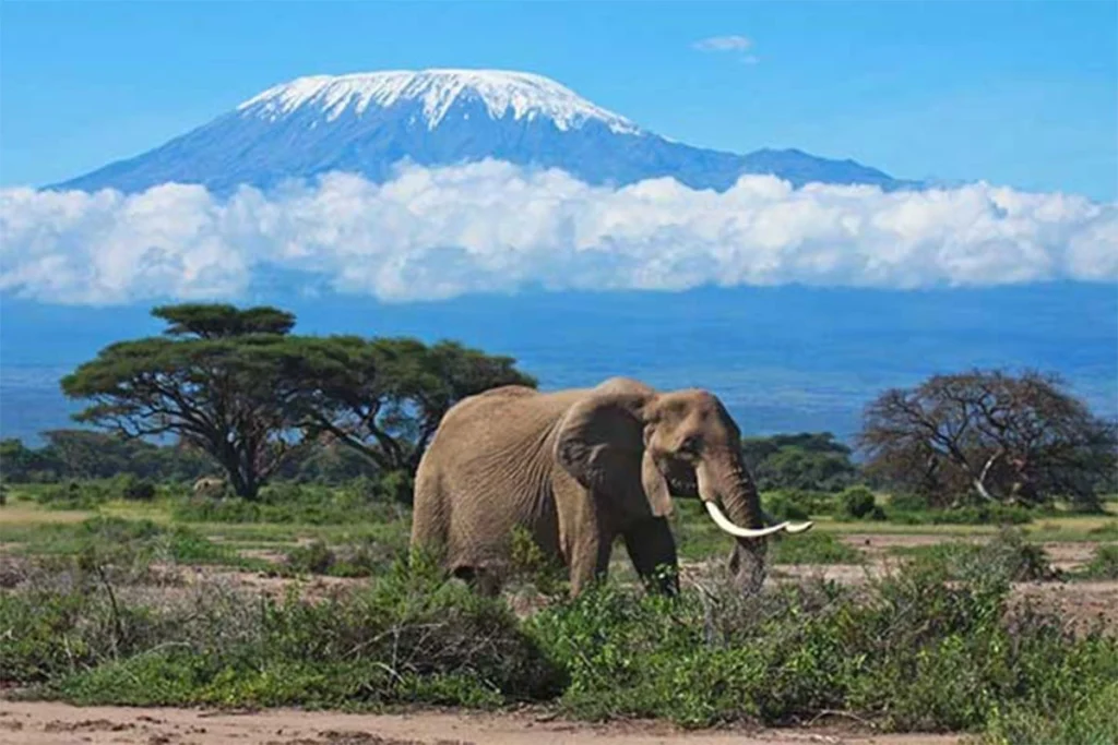 What’s the Best Month to Go on Safari in Tanzania