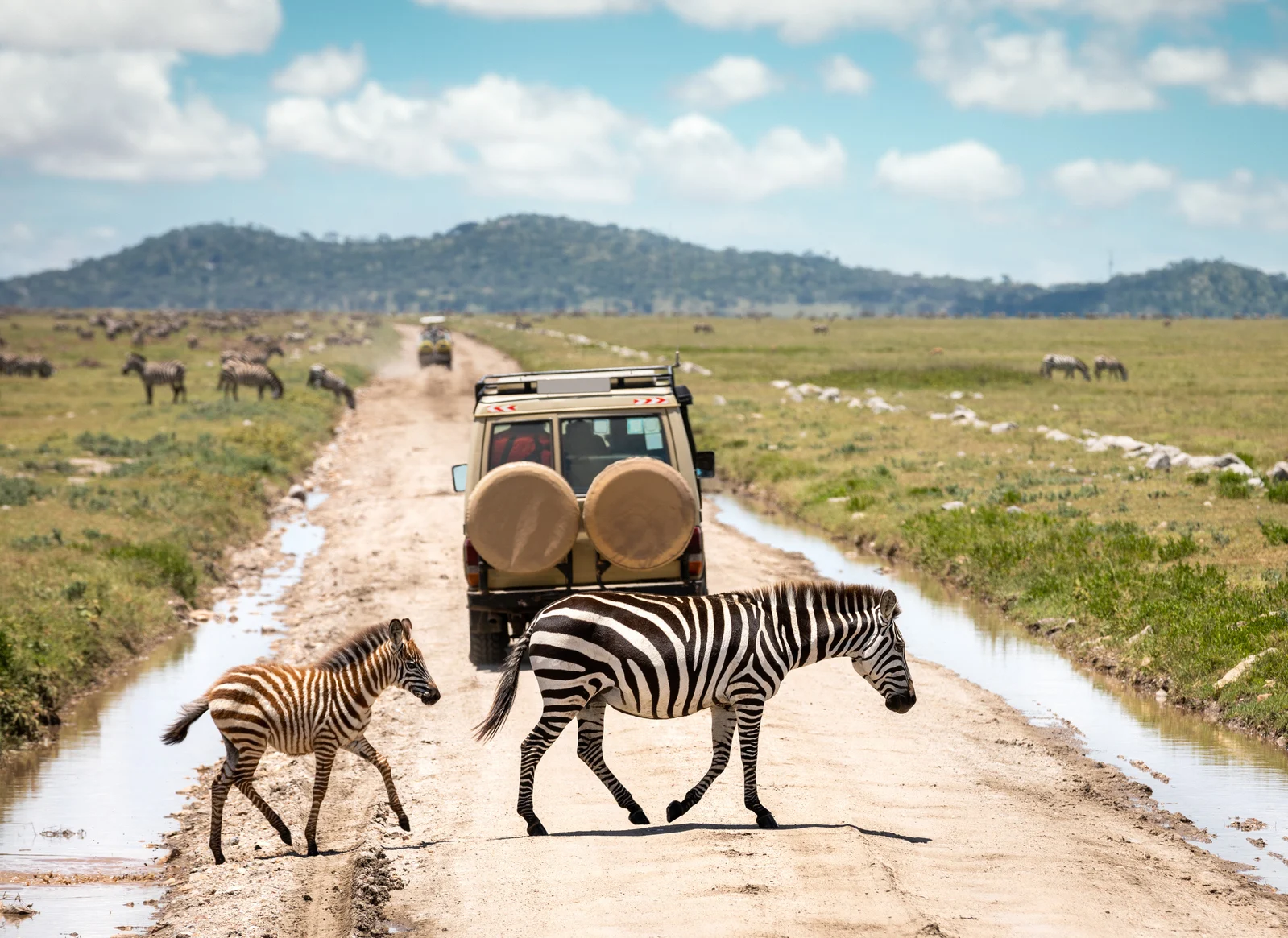 What’s the Best Month to Go on Safari in Tanzania