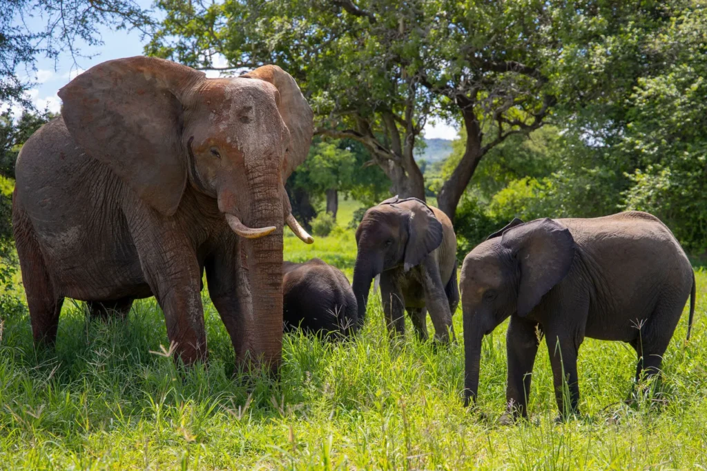 Where to See Tanzania’s Most Iconic Animals (Big Five)