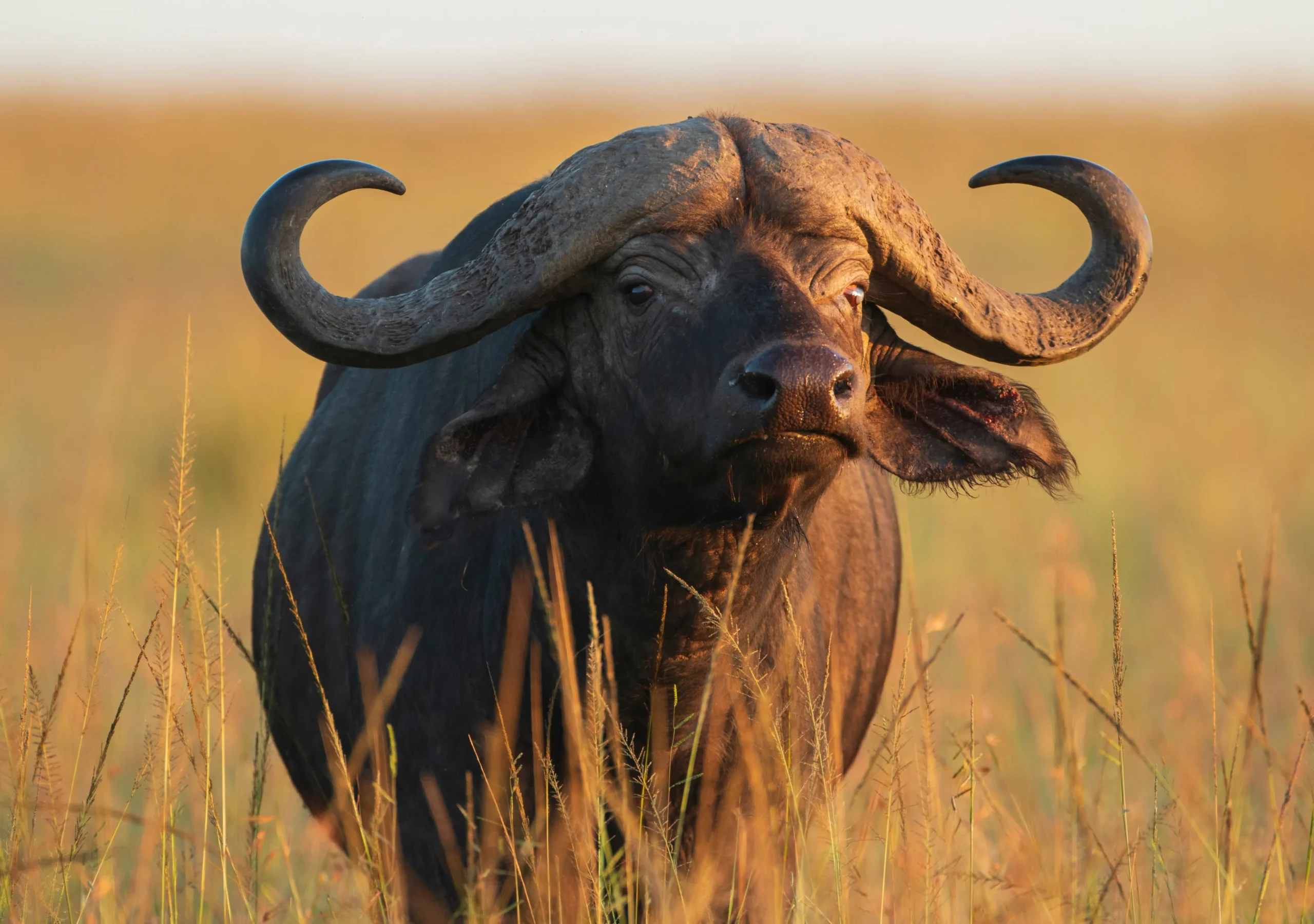Where to See Tanzania’s Most Iconic Animals (Big Five)