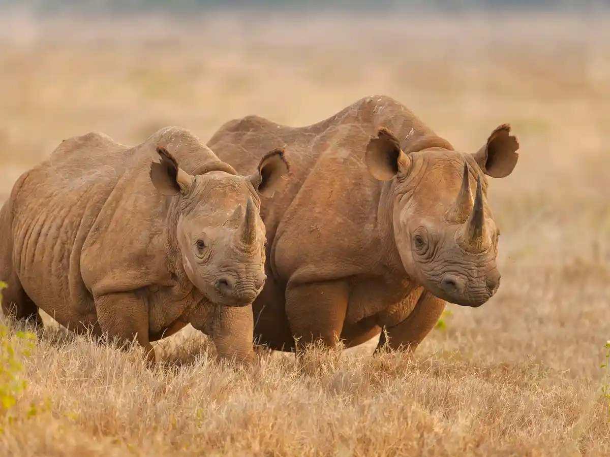 Where to See Tanzania’s Most Iconic Animals (Big Five)