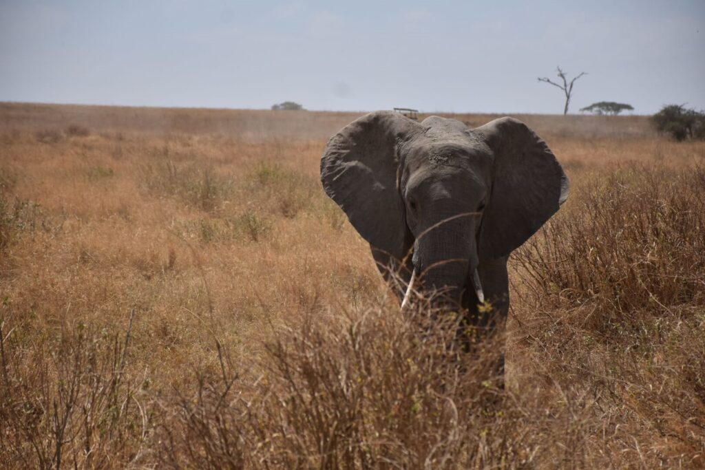 Which Tanzania Safari Is Best